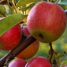 Саджанці яблуні Посольство (привитий) - 1-річний