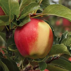 Саджанці яблуні Амброзія (привитий) - 1-річний