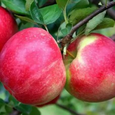 Саджанці яблуні Амулет (привитий) - 1-річний