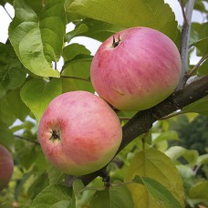 Саджанці яблуні Анісовка (привитий) - 1-річний