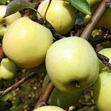 Саджанці яблуні Антонівка (привитий) - 1-річний