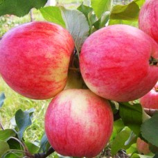 Саджанці яблуні Аркадік (привитий) - 1-річний