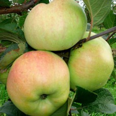 Саджанці яблуні Богатирь (привитий) - 1-річний