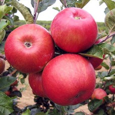 Саджанці яблуні Богемія (привитий) - 1-річний