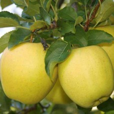 Саджанці яблуні Богемія Голд (привитий) - 1-річний