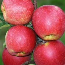 Саджанці яблуні Чемпіон Арно (привитий) - 1-річний