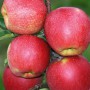 Саджанці яблуні Чемпіон Арно (привитий) - 2-річний