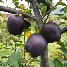 Саджанці яблуні Чорний Діамант (привитий) - 1-річний