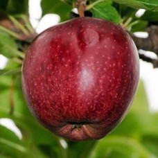 Саджанці яблуні Чорний Принц (привитий) - 1-річний