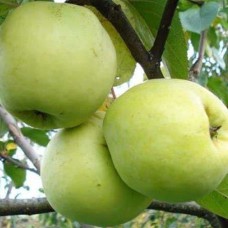 Саджанці яблуні Дачне (привитий) - 1-річний