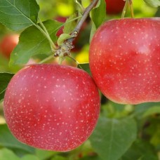 Саджанці яблуні Дарк Рубін (привитий) - 1-річний