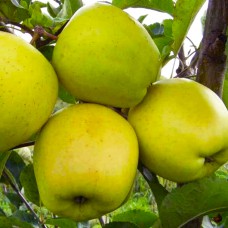 Саджанці яблуні Донешта (привитий) - 1-річний