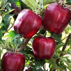 Саджанці яблуні Джеремі (привитий) - 1-річний