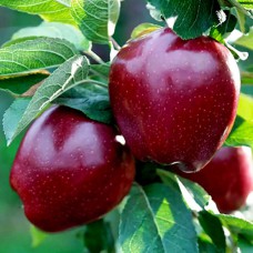 Саджанці яблуні Джероміні (привитий) - 1-річний