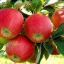 Саджанці яблуні Джонаголд Декоста (привитий) - 2-річний
