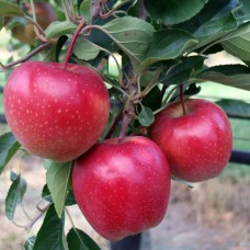 Саджанці яблуні Джулія (привитий) - 1-річний