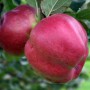 Саджанці яблуні Джумбо Помм (привитий) - 1-річний