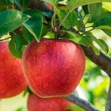 Саджанці яблуні Едера (привитий) - 1-річний