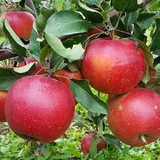 Саджанці яблуні Елізабет (привитий) - 1-річний