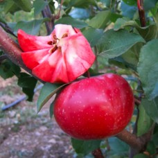 Саджанці яблуні Ера (привитий) - 1-річний