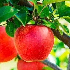 Саджанці яблуні Евеліна (привитий) - 1-річний