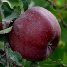 Саджанці яблуні Фіалка (привитий) - 1-річний