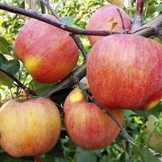 Саджанці яблуні Фуджі (привитий) - 1-річний