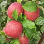 Саджанці яблуні Фуджі Кіку (привитий) - 2-річний
