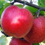 Саджанці яблуні Гала (привитий) - 2-річний