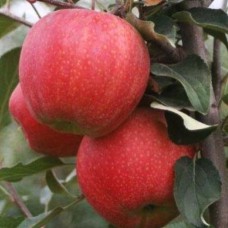 Саджанці яблуні Гала Шніга (привитий) - 1-річний