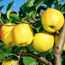 Саджанці яблуні Голден Делішес (привитий) - 1-річний