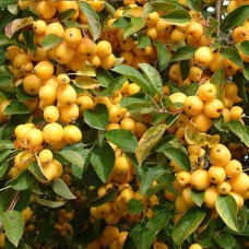 Саджанці яблуні Голден Хорнет (привитий) - 1-річний