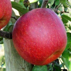 Саджанці яблуні Джонагоред (привитий) - 1-річний