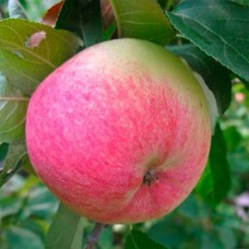 Саджанці яблуні Грушівка Московська (привитий) - 1-річний