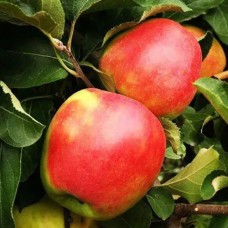 Саджанці яблуні Канзі (привитий) - 1-річний