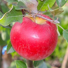 Саджанці яблуні Карамельна (привитий) - 1-річний