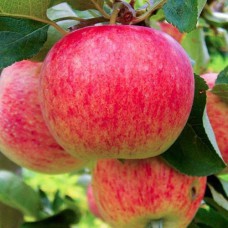 Саджанці яблуні Кароліна (привитий) - 1-річний