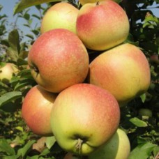 Саджанці яблуні Катерина (привитий) - 1-річний