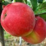 Саджанці яблуні Хоней Крісп (привитий) - 2-річний