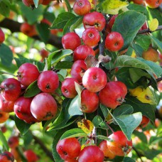 Саджанці яблуні Хубейська (привитий) - 1-річний