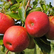 Саджанці яблуні Кортланд (привитий) - 1-річний