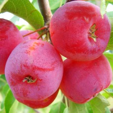 Саджанці яблуні Китайка (привитий) - 1-річний