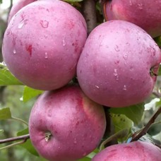 Саджанці яблуні Ліберті (привитий) - 1-річний