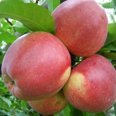 Саджанці яблуні Лігол (привитий) - 1-річний