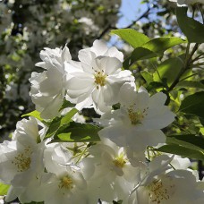 Саджанці яблуні Мадонна (привитий) - 1-річний