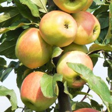 Саджанці яблуні Медея (привитий) - 1-річний