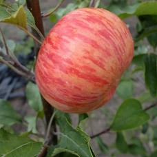 Саджанці яблуні Медова (привитий) - 1-річний