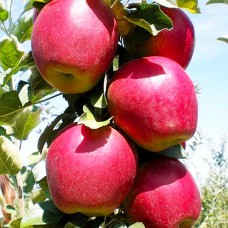 Саджанці яблуні Моді (привитий) - 1-річний