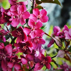 Саджанці яблуні на штамбі Райське Яблучко (привитий) - 2-річний