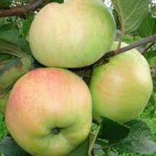 Саджанці яблуні Надзейни (привитий) - 1-річний